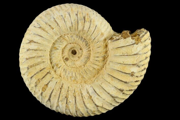 1" Perisphinctes Ammonite Fossils - Madagascar - Photo 1